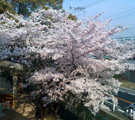 20120405_01.jpg